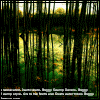 nina-swamp