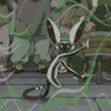th-avatar-momo