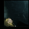 fma-68515