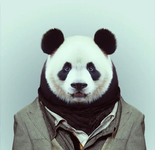 panda-avatar